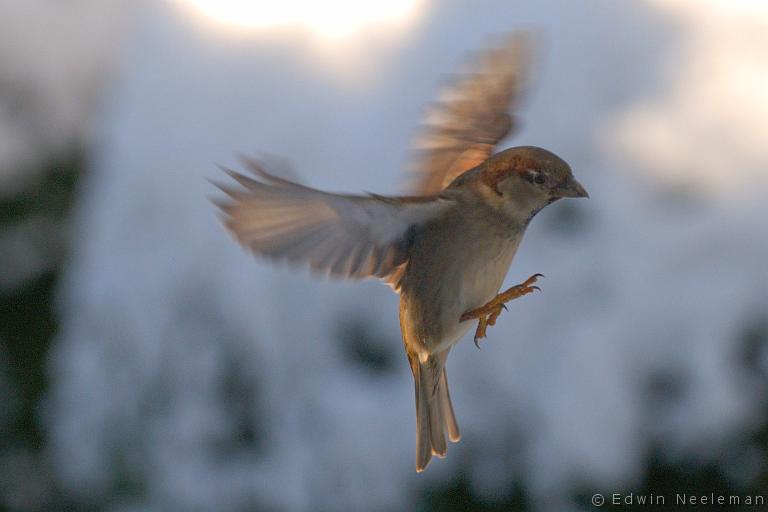 ENE-20091218-0763.jpg - [nl] Huismus ( Passer domesticus ) | Ommeren, Nederland[en] House Sparrow ( Passer domesticus ) | Ommeren, the Netherlands